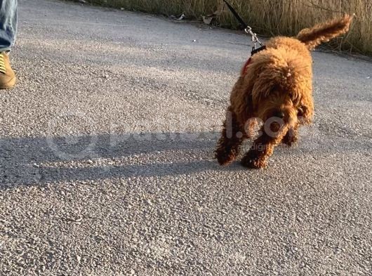 2 Yaşında Wc Eğitimli Erkek Redbrown Toy Poodle görsel