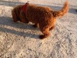 2 Yaşında Wc Eğitimli Erkek Redbrown Toy Poodle