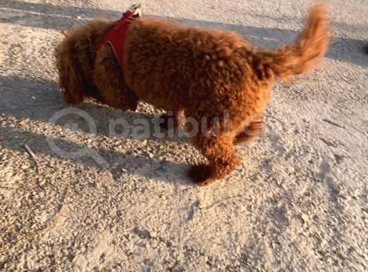 2 Yaşında Wc Eğitimli Erkek Redbrown Toy Poodle görsel