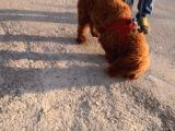 2 Yaşında wc Eğitimli Erkek Redbrown toy poodle