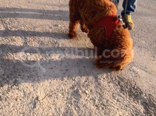 2 Yaşında Wc Eğitimli Erkek Redbrown Toy Poodle