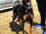İri kemikli doberman yavrular