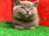 Bebek Yüzlü Orjinal British Shorthair Dişi Ve Erkek Yavrular