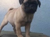 Pug Mops