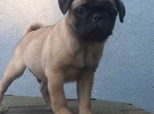 Pug Mops görsel