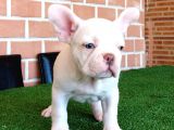 Efsane Güzellikte French Bulldog Platinyum Erkek Yavru