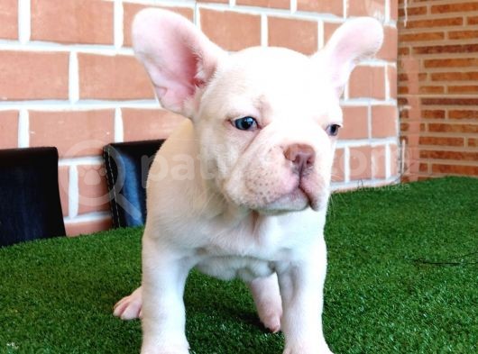 Efsane Güzellikte French Bulldog Platinyum Erkek Yavru