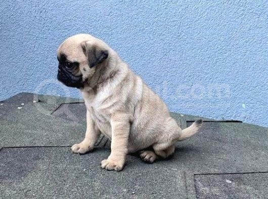 Pug Mops görsel