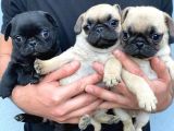 Pug Mops