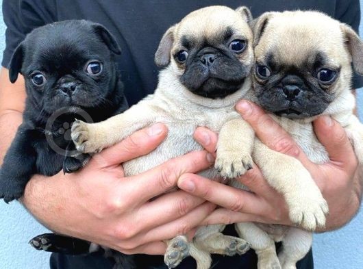 Pug Mops görsel