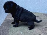 Pug Mops