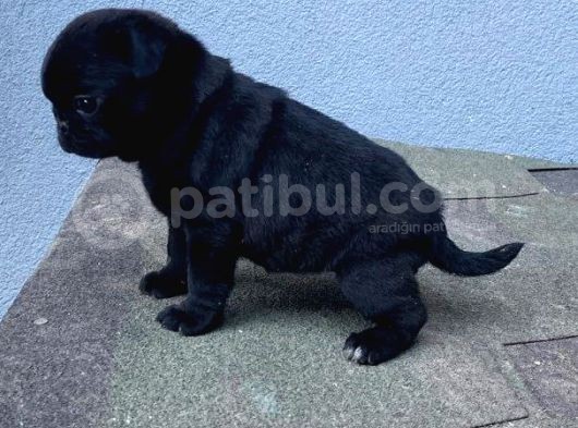 Pug Mops görsel