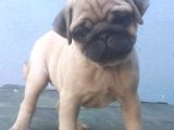 Pug Mops