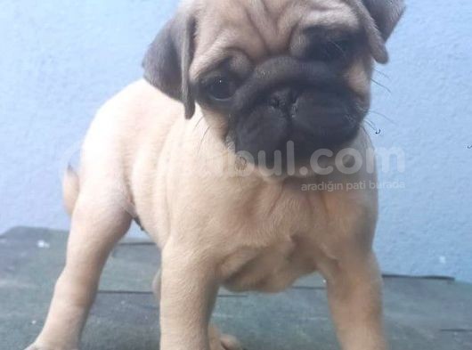 Pug Mops
