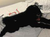 Siyah Poodle Yavrum Yuvasını Arıyor