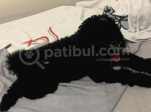 Siyah Poodle Yavrum Yuvasını Arıyor görsel