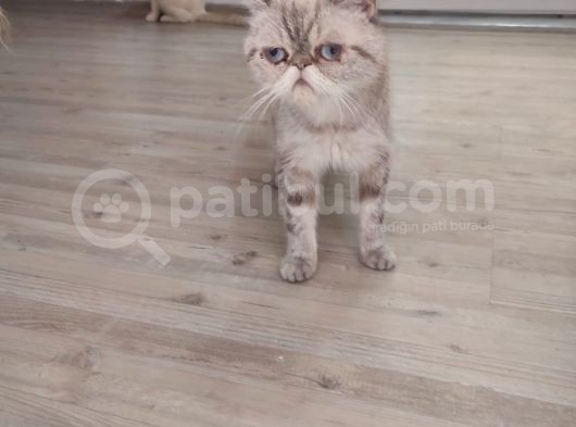 Exotic Kısa Tüylü Yavru görsel