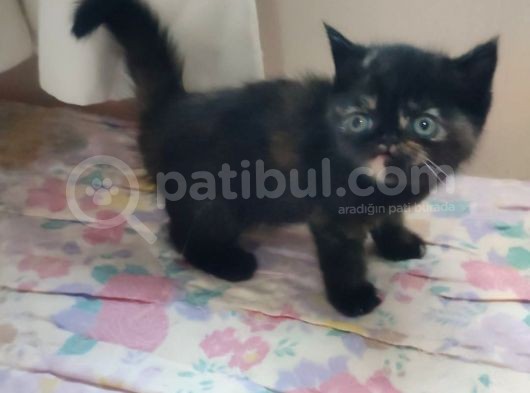 Exotic Kısa Tüylü Yavru görsel