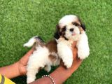 Shihtzu bebekler uygun