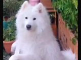 Kar Topu Samoyed Yavruları