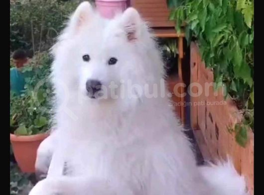 Kar Topu Samoyed Yavruları görsel
