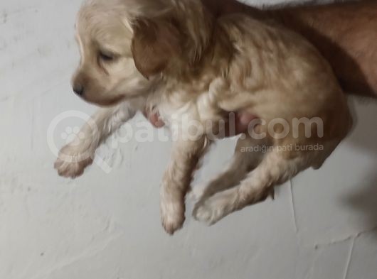 Malti̇po Bebekleri̇mi̇z Yeni̇ Yuvalari̇ni̇ Ari̇yor görsel