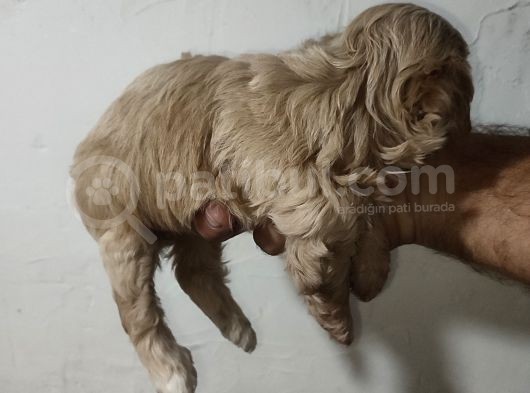 Malti̇po Bebekleri̇mi̇z Yeni̇ Yuvalari̇ni̇ Ari̇yor görsel