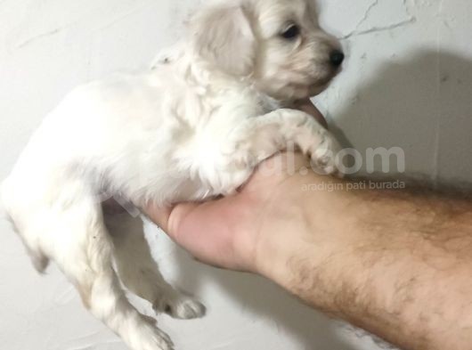 Malti̇po Bebekleri̇mi̇z Yeni̇ Yuvalari̇ni̇ Ari̇yor görsel