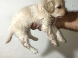 MALTİPO BEBEKLERİMİZ YENİ YUVALARİNİ ARİYOR