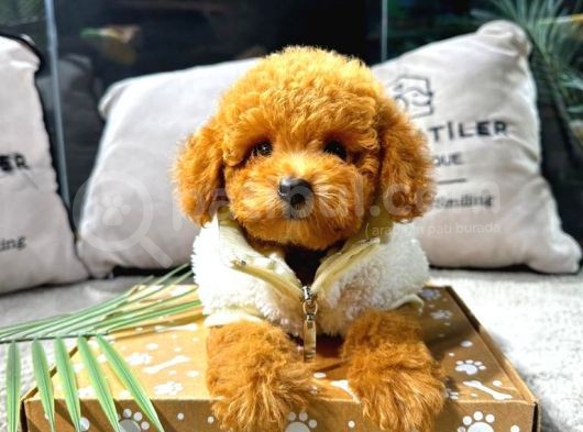 Eşsiz Renk Tonlarında Toy Poodle Yavrularımızı Ailenize Dahil Etmek İster Misiniz görsel