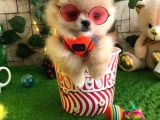 EFSANE GÜZELLİKTE Kİ POMERANİAN BOO YAVRULARIMIZ VONALP PET GÜVENSİYLE
