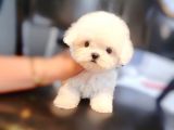 KOREAN EXPORT MALTESE TERRIER BEBEKLERIM