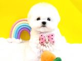 Korean Export Maltese Terrier Bebeklerim