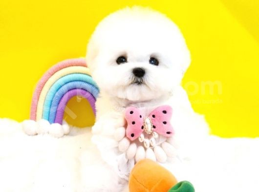 Korean Export Maltese Terrier Bebeklerim görsel