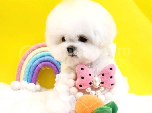 Korean Export Maltese Terrier Bebeklerim görsel