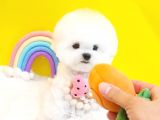 Korean Export Maltese Terrier Bebeklerim