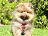 Boocuk Surat Pomerani̇an Yavrular
