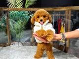 Eşsiz Renk Tonlarında Toy Poodle Yavrularımızı Ailenize Dahil Etmek İster Misiniz
