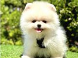 Boocuk Surat Pomerani̇an Yavrular