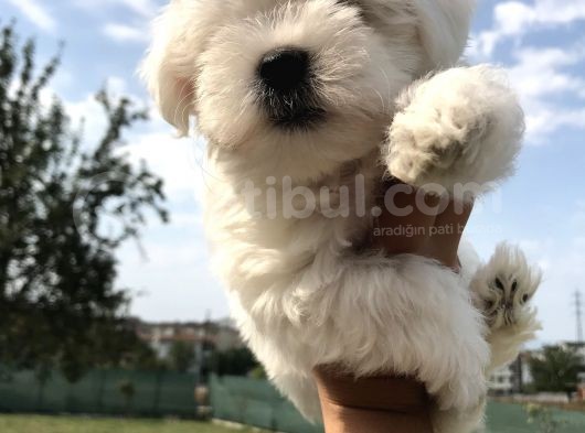 Secereli̇ Maltese Yavrularim görsel