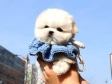 TEACUP KOREAN MALTESE TERRIER YAVRULARIMIZ