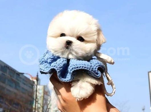 Teacup Korean Maltese Terrier Yavrularimiz