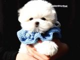 Teacup Korean Maltese Terrier Yavrularimiz