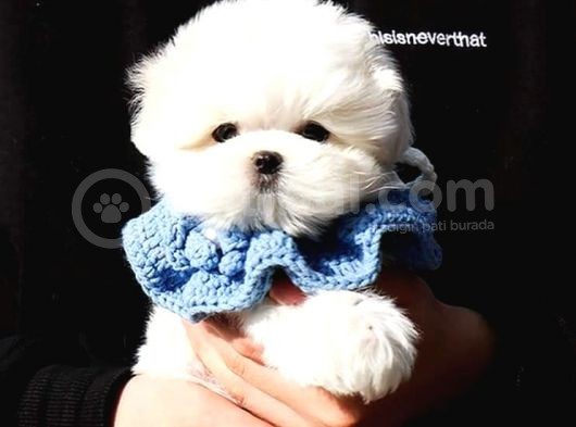 Teacup Korean Maltese Terrier Yavrularimiz görsel