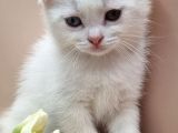 Scottish Fold ERKEK