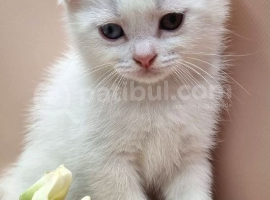 Scottish Fold Erkek