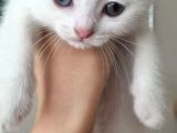Scottish Fold Erkek