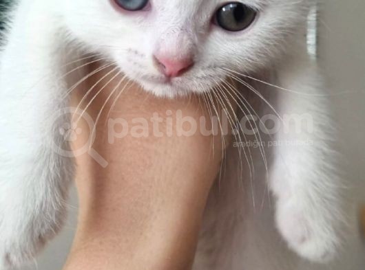 Scottish Fold Erkek görsel