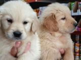 BABY FACE GOLDEN YAVRULARIMIZ VONALP PET GÜVENCESİYLE