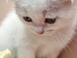 Scottish Fold Erkek